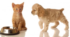 puppy and kitten at food dish